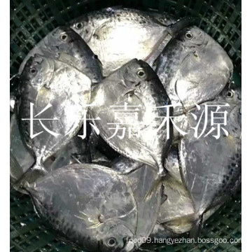 supply moonfish/frozen moonfish150-200g/seafood